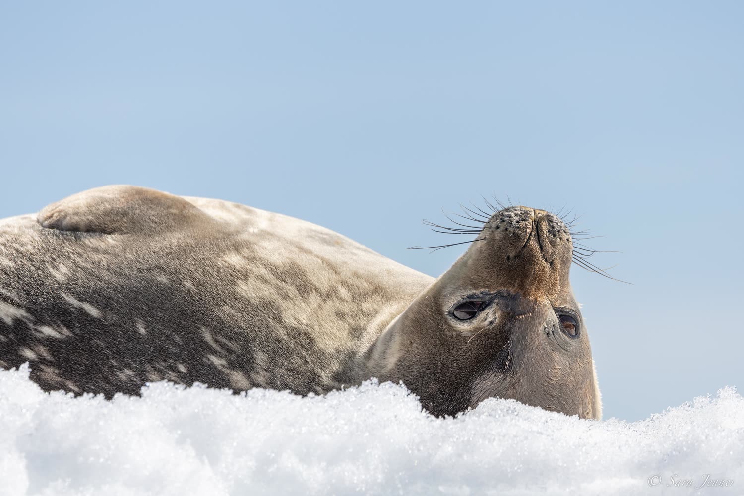Weddellrobbe — Foto: Oceanwide Expeditions