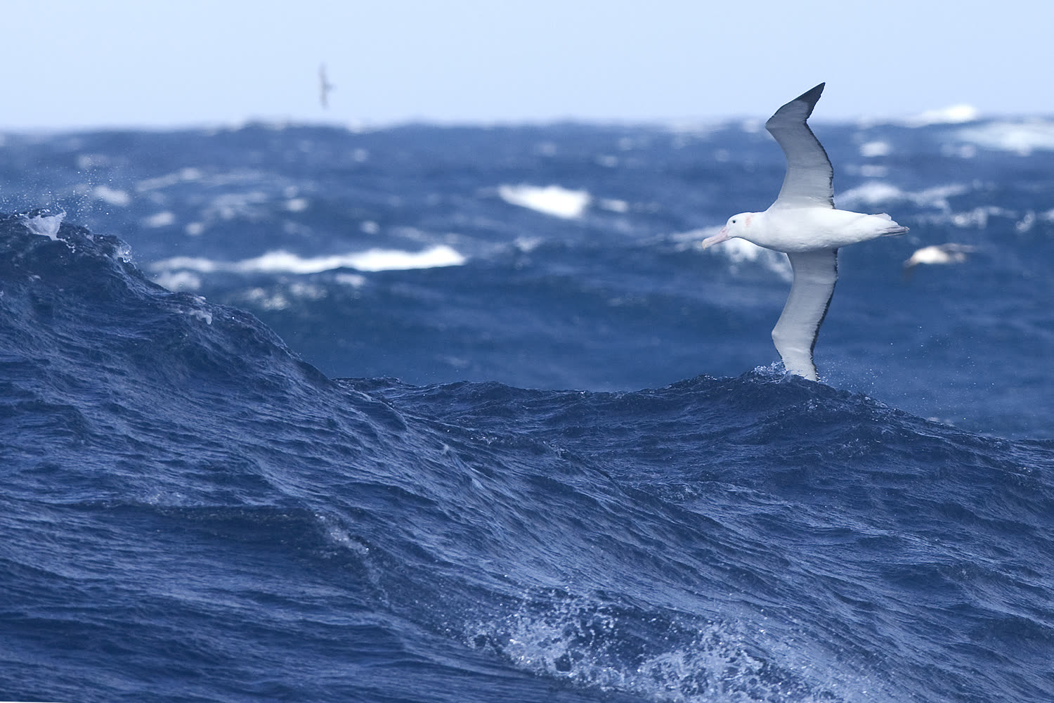 Wanderalbatros — Foto: Oceanwide Expeditions