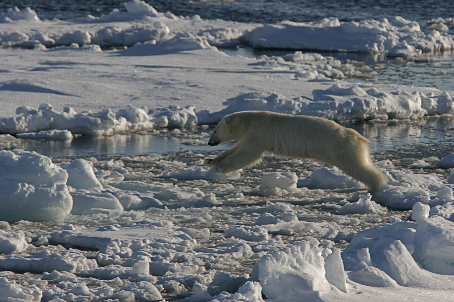 Eisbaer in Nord-Spitzbergen — Foto: Oceanwide Expeditions
