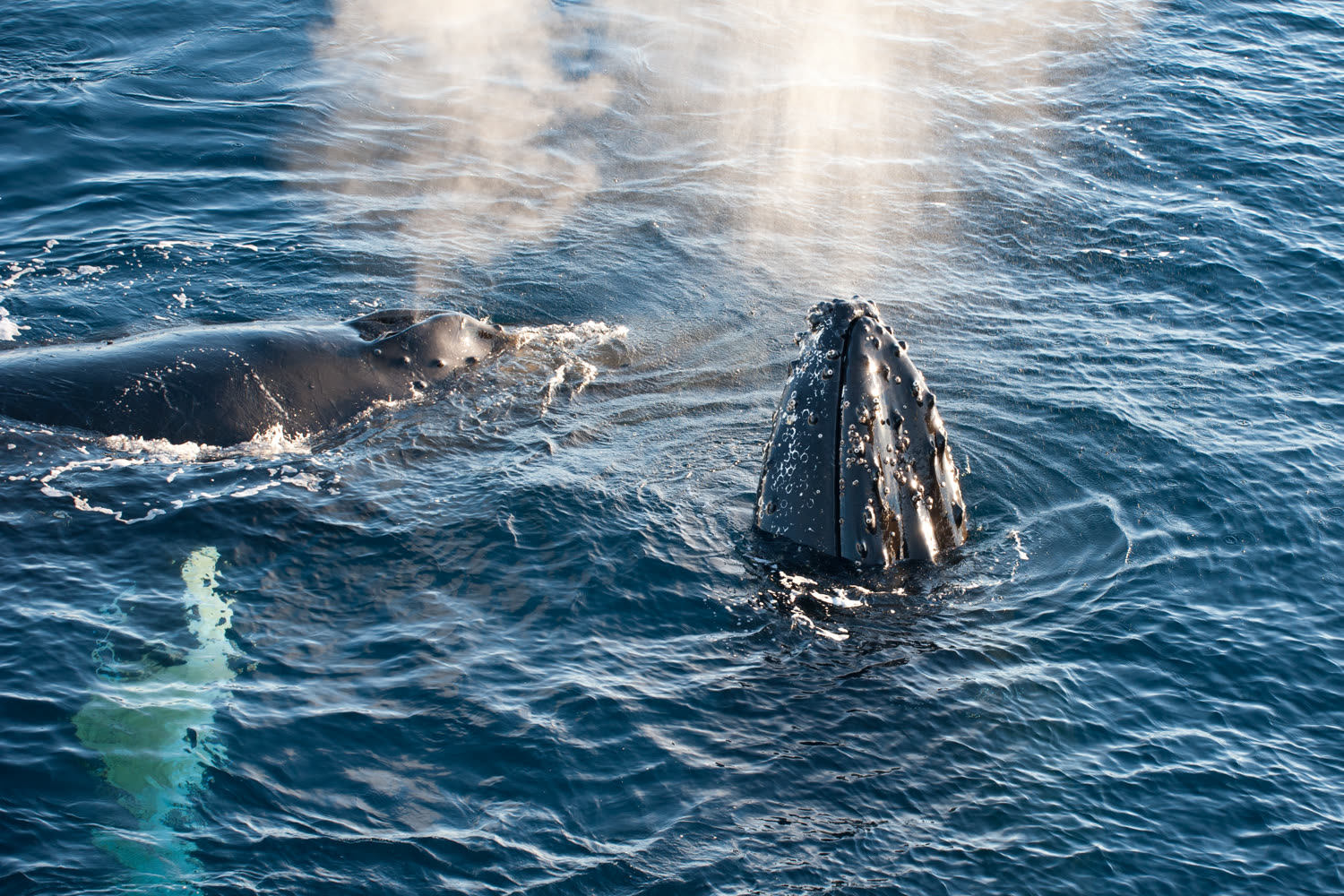 Buckelwal vor Spitzbergen — Foto: Oceanwide Expeditions