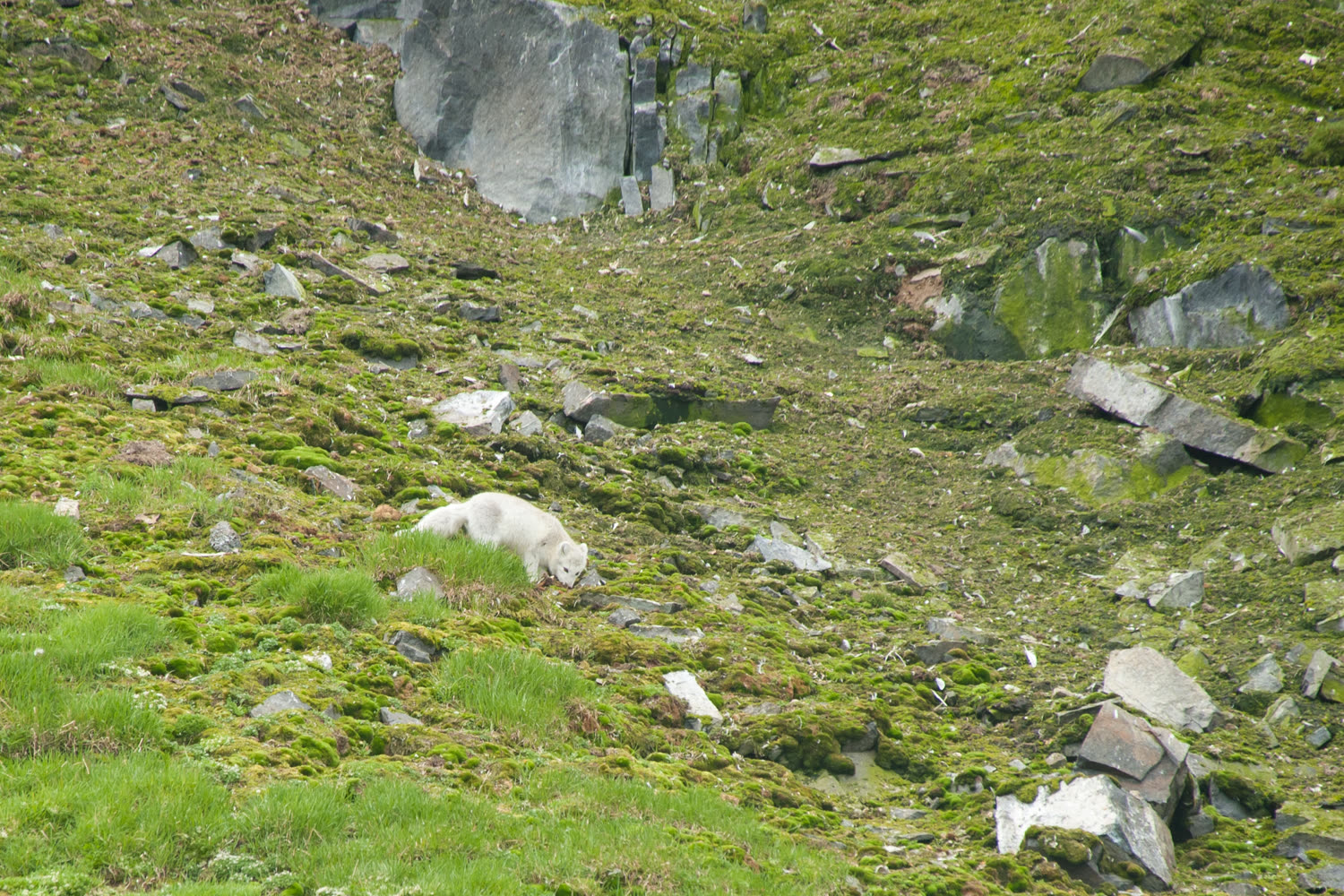 Polarfuchs im Sommer — Foto: Oceanwide Expeditions