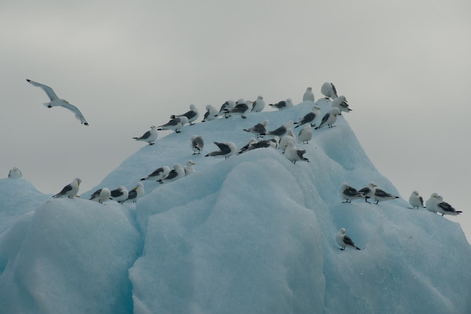 Dreizehenmoewe auf Eisberg — Foto: Oceanwide Expeditions