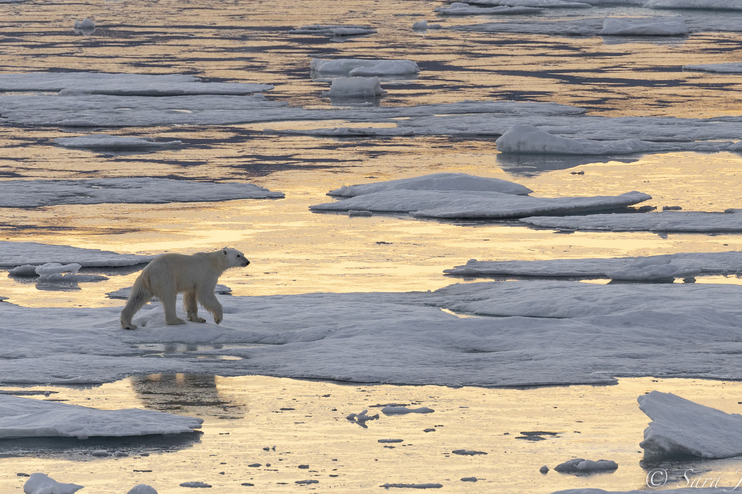 Eisbaer in Ostgroenland — Foto: Oceanwide Expeditions