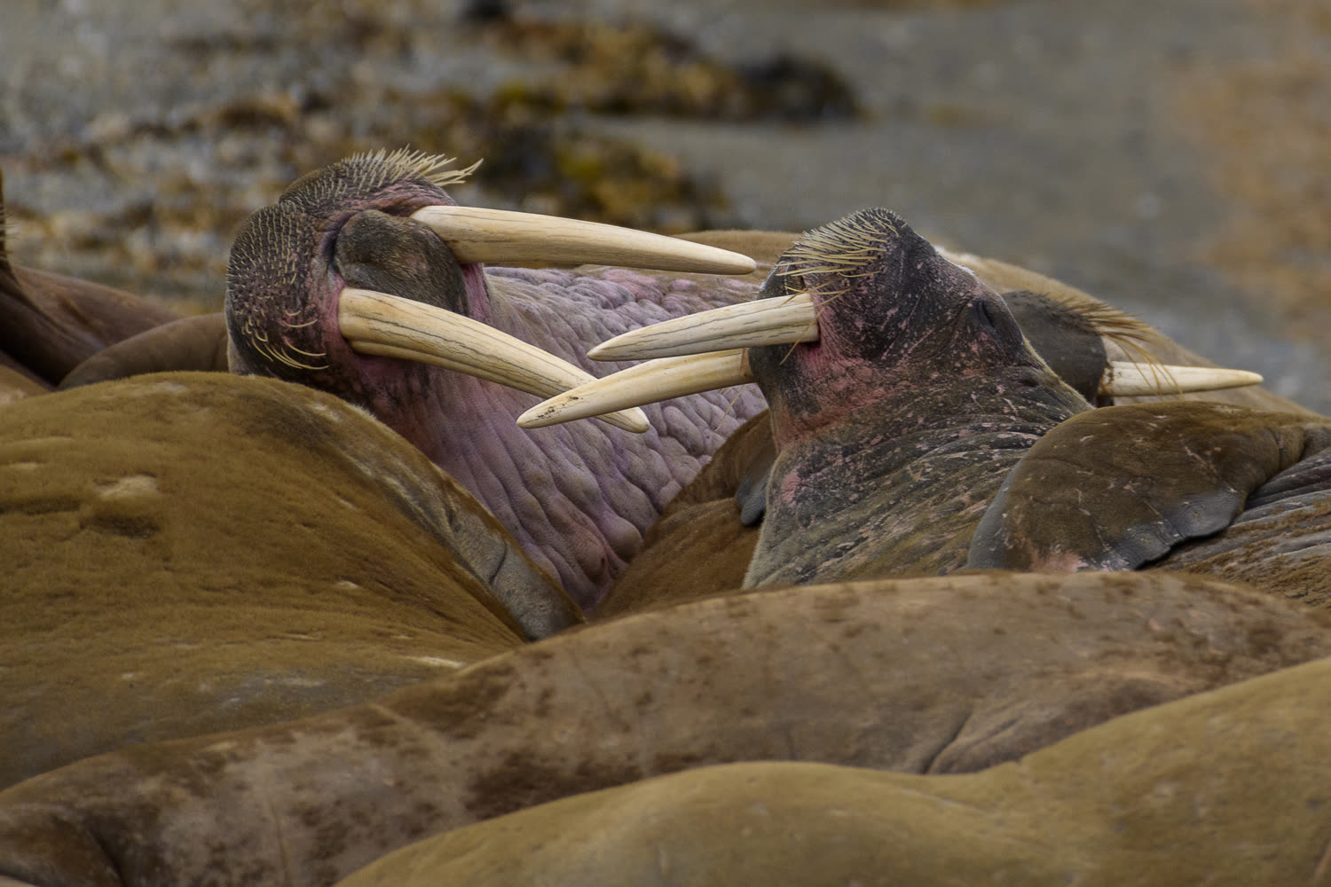 Walross in der Arktis — Foto: Oceanwide Expeditions