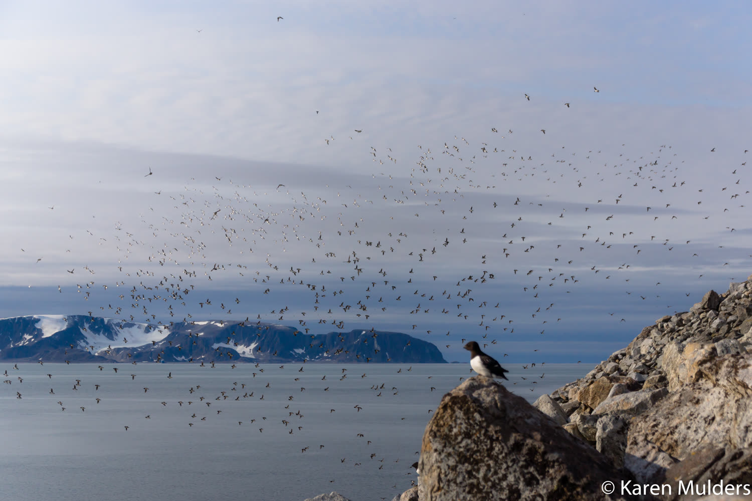 Krabbentaucher-Kolonie auf Fuglesangen, Spitzbergen — Foto: Oceanwide Expeditions