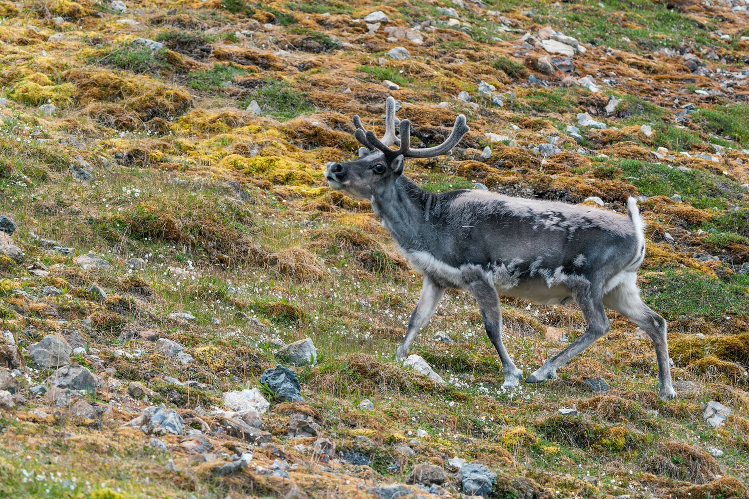 Reiseeindruck 5 — Foto: Poseidon Expeditions