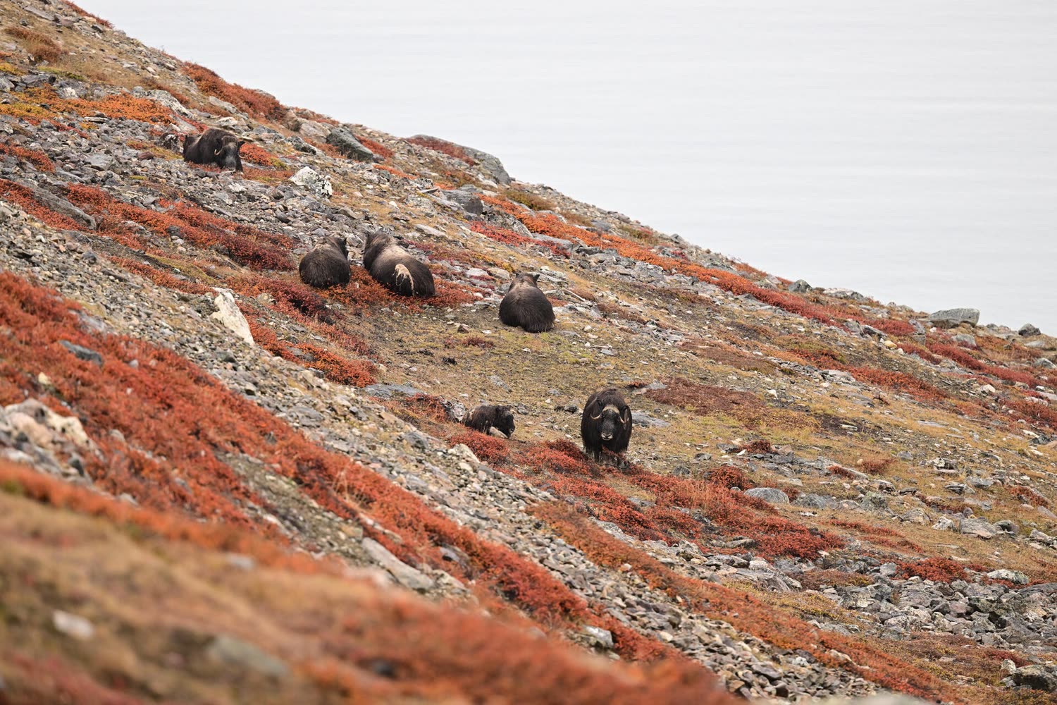 Reiseeindruck 5 — Foto: Poseidon Expeditions