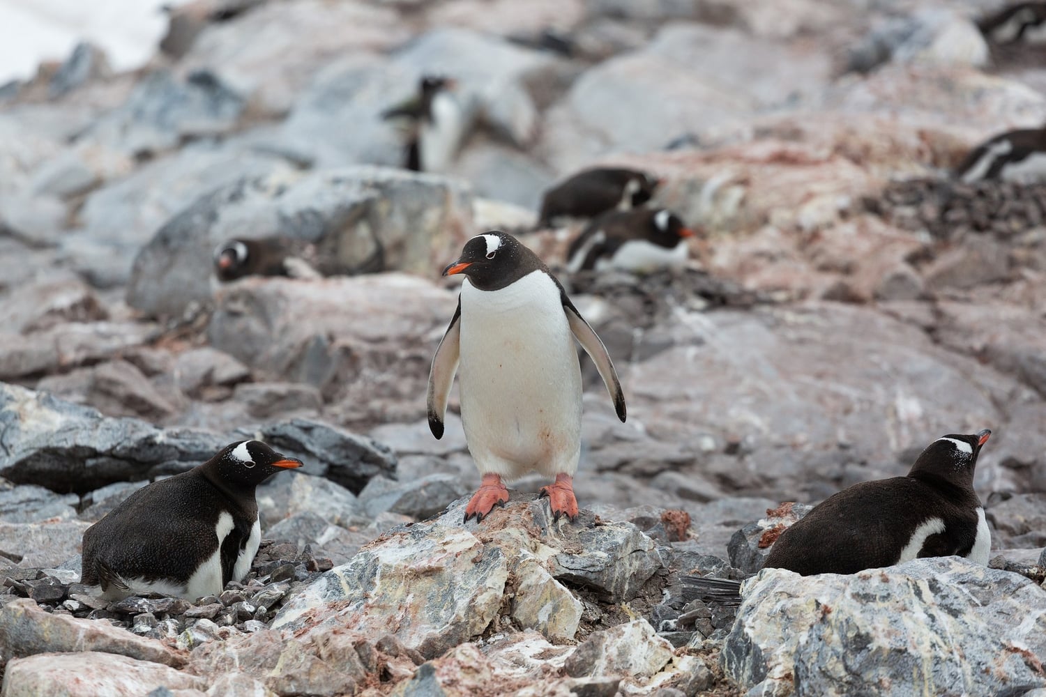 Reiseeindruck 1 — Foto: Poseidon Expeditions