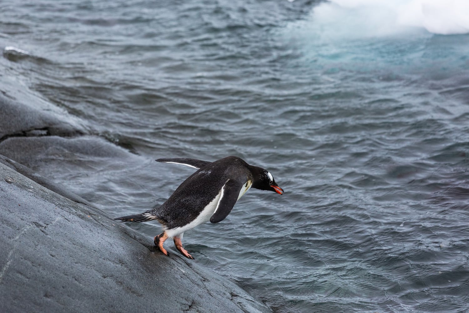 Reiseeindruck 2 — Foto: Poseidon Expeditions