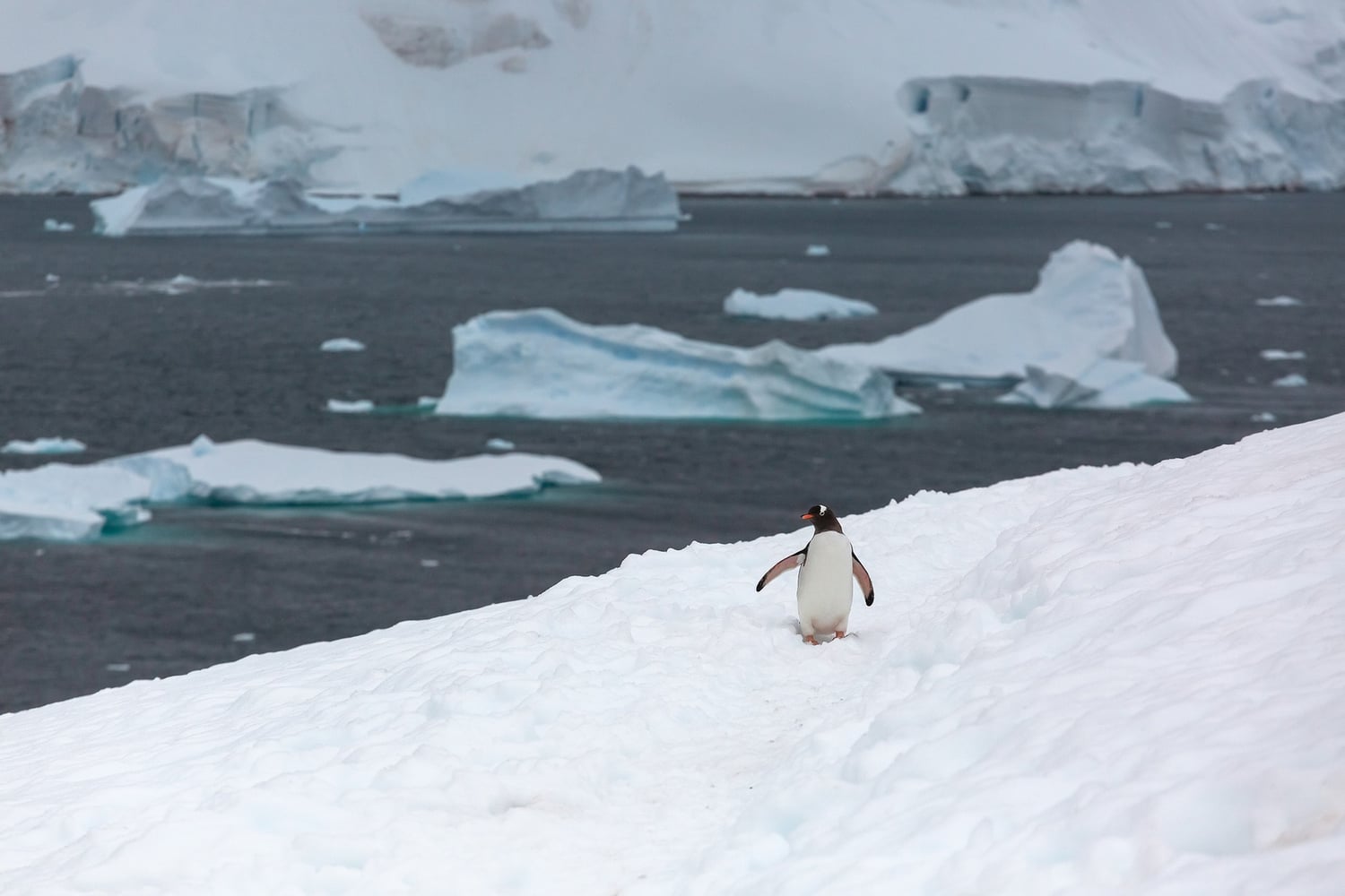 Reiseeindruck 3 — Foto: Poseidon Expeditions