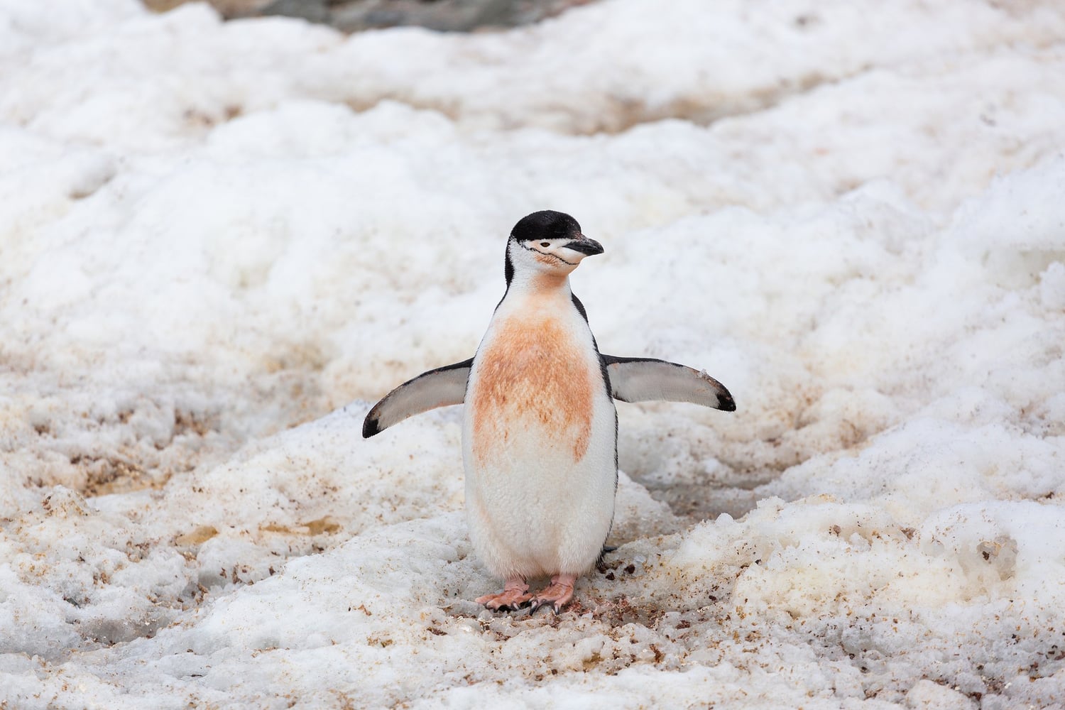 Reiseeindruck 6 — Foto: Poseidon Expeditions