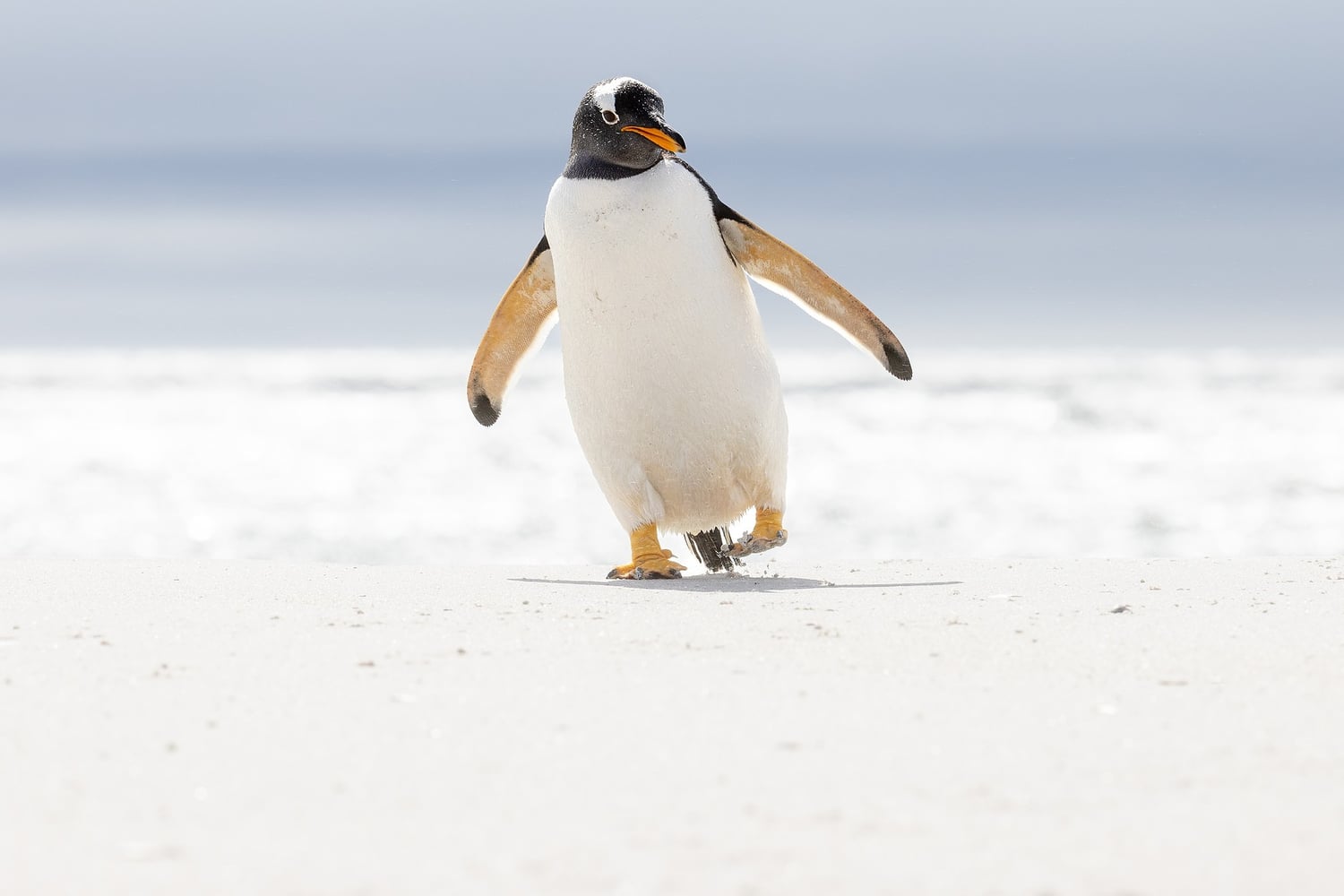 Reiseeindruck 1 — Foto: Poseidon Expeditions