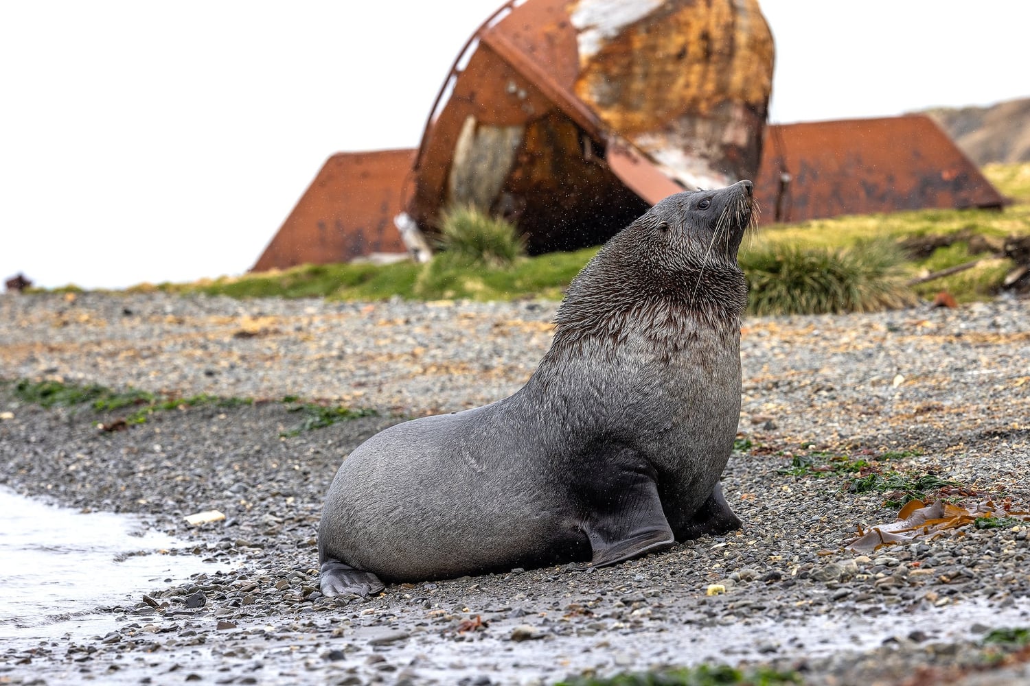 Reiseeindruck 2 — Foto: Poseidon Expeditions