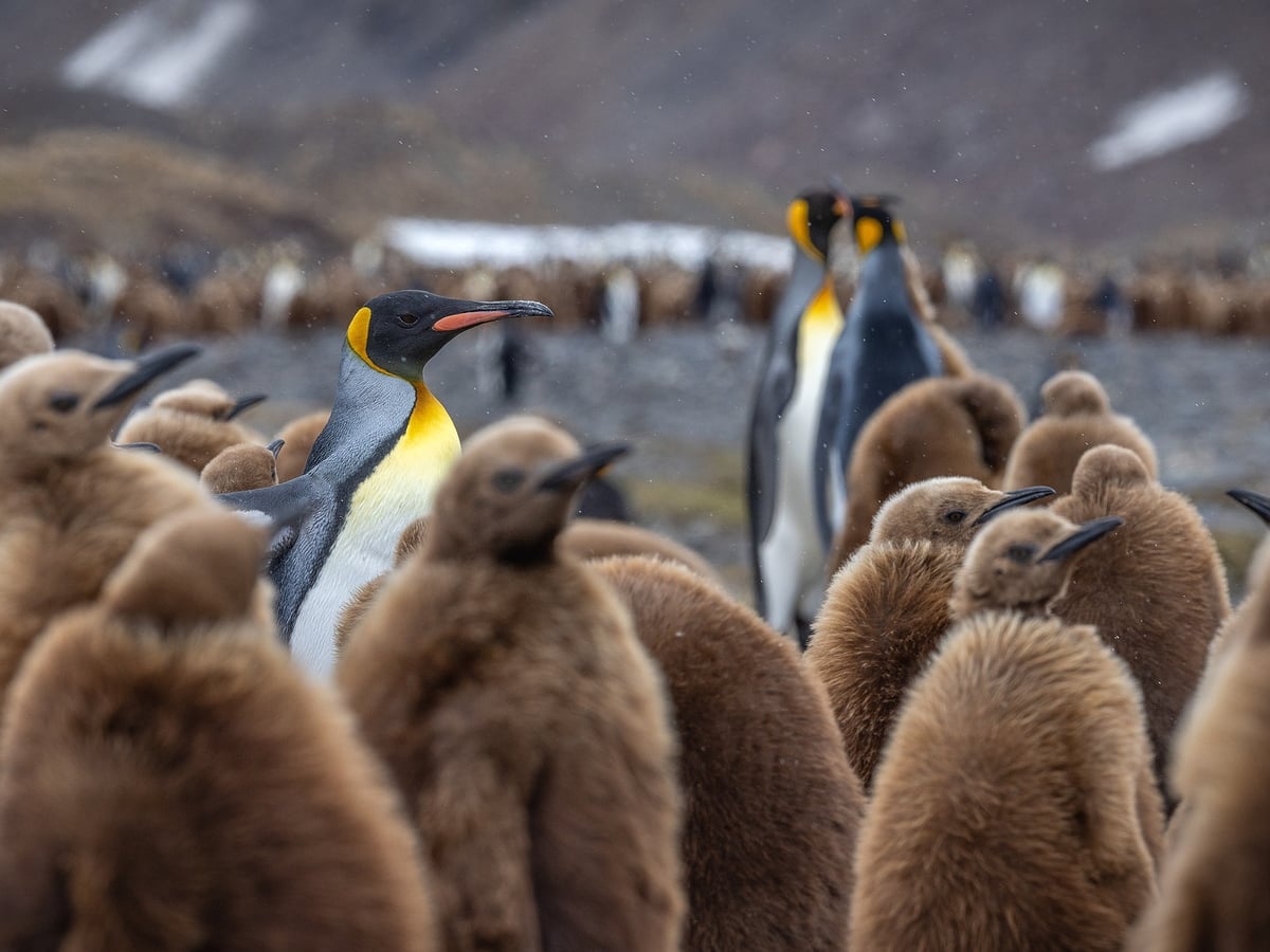Tierparadies der Subantarktis | MS SEA SPIRIT