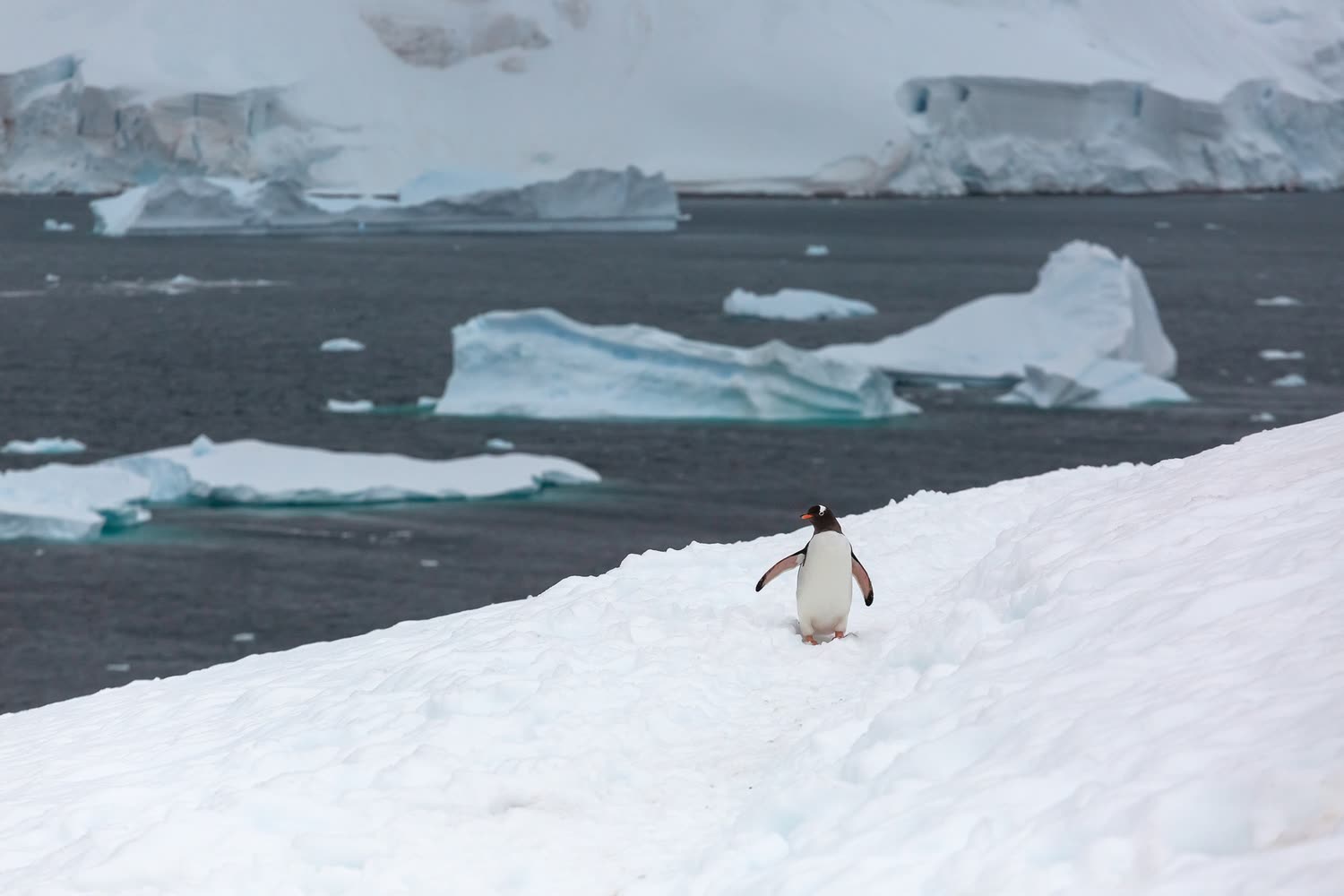 Reiseeindruck 7 — Foto: Poseidon Expeditions