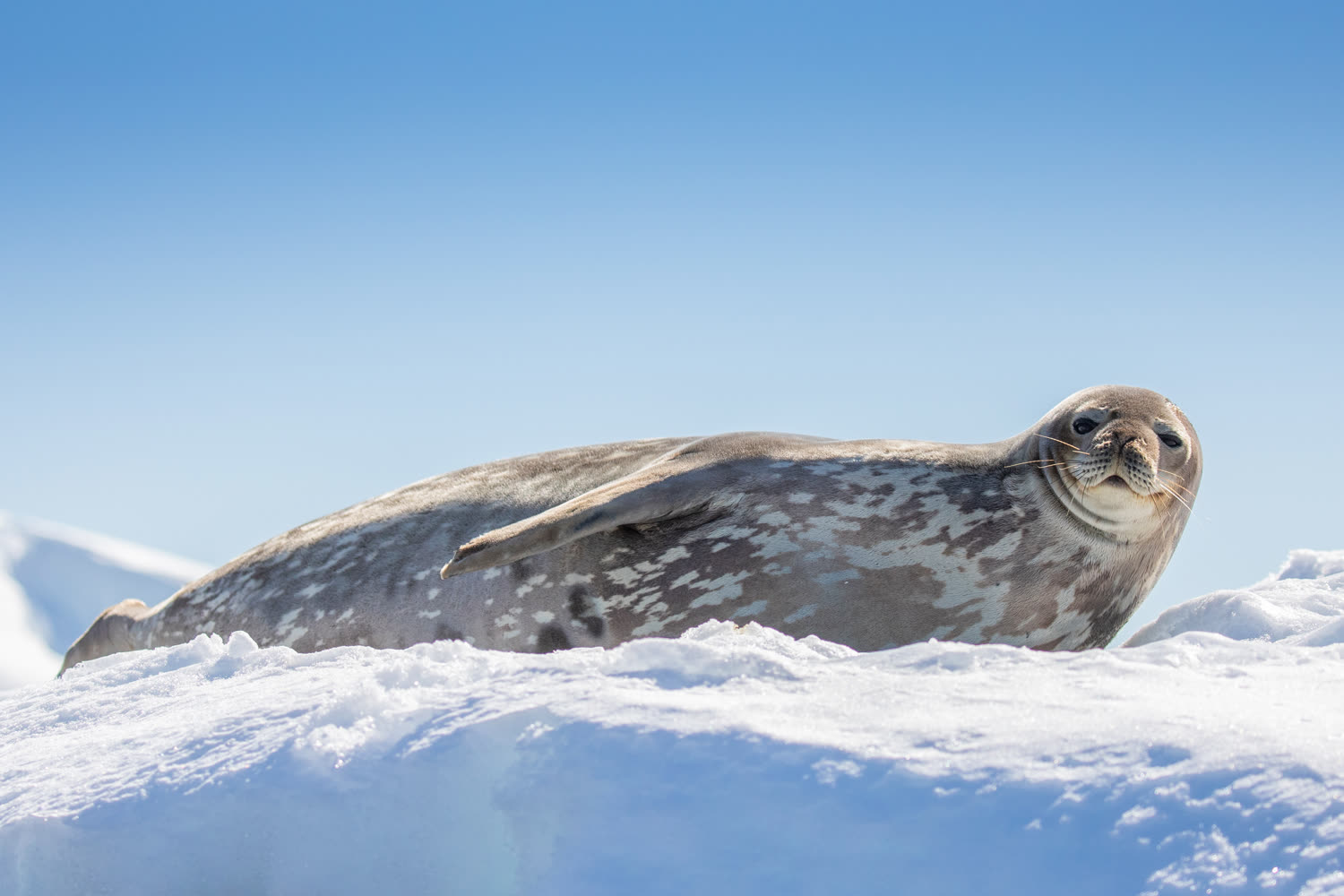Weddellrobbe — Foto: Quark Expeditions