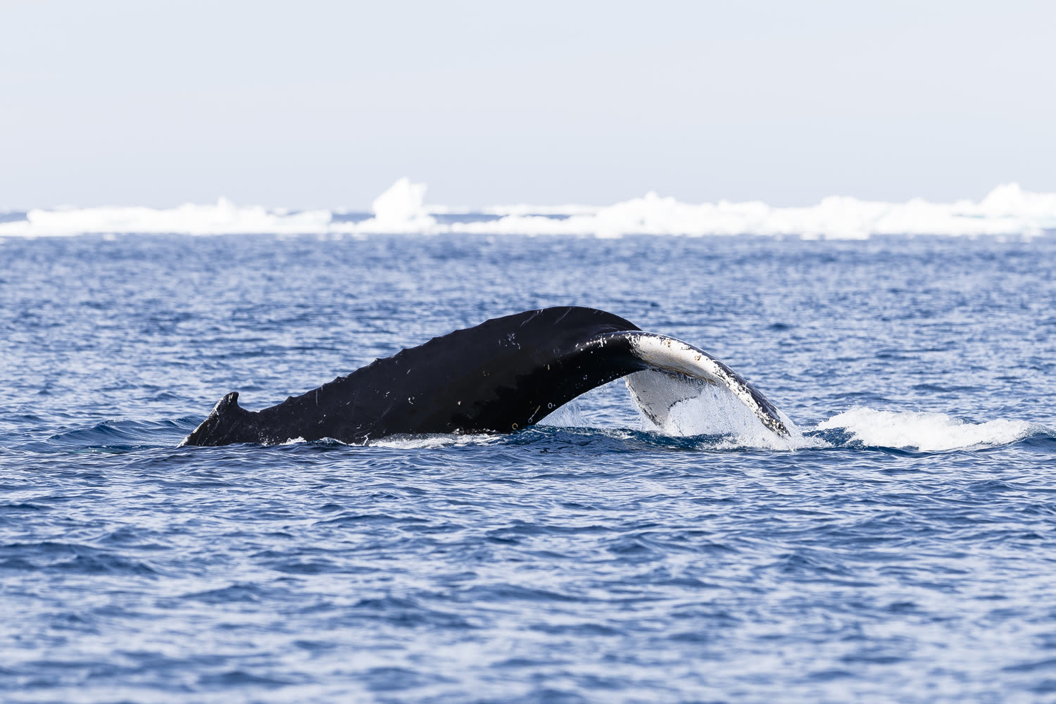 Buckelwal — Foto: Quark Expeditions