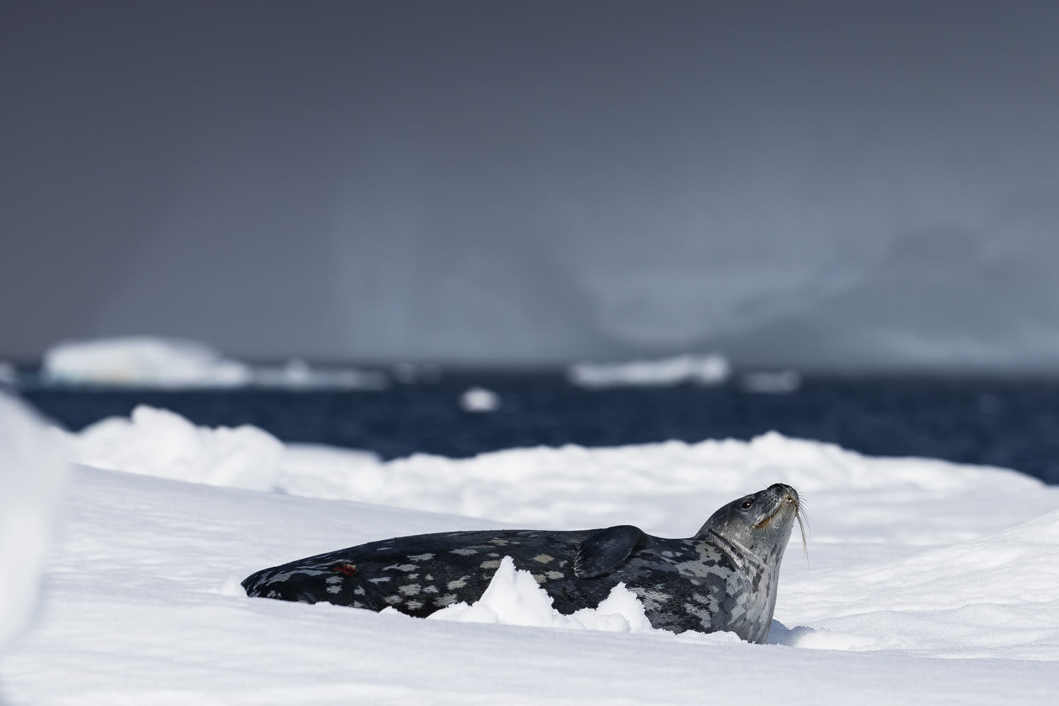 Leopardenrobbe — Foto: Quark Expeditions