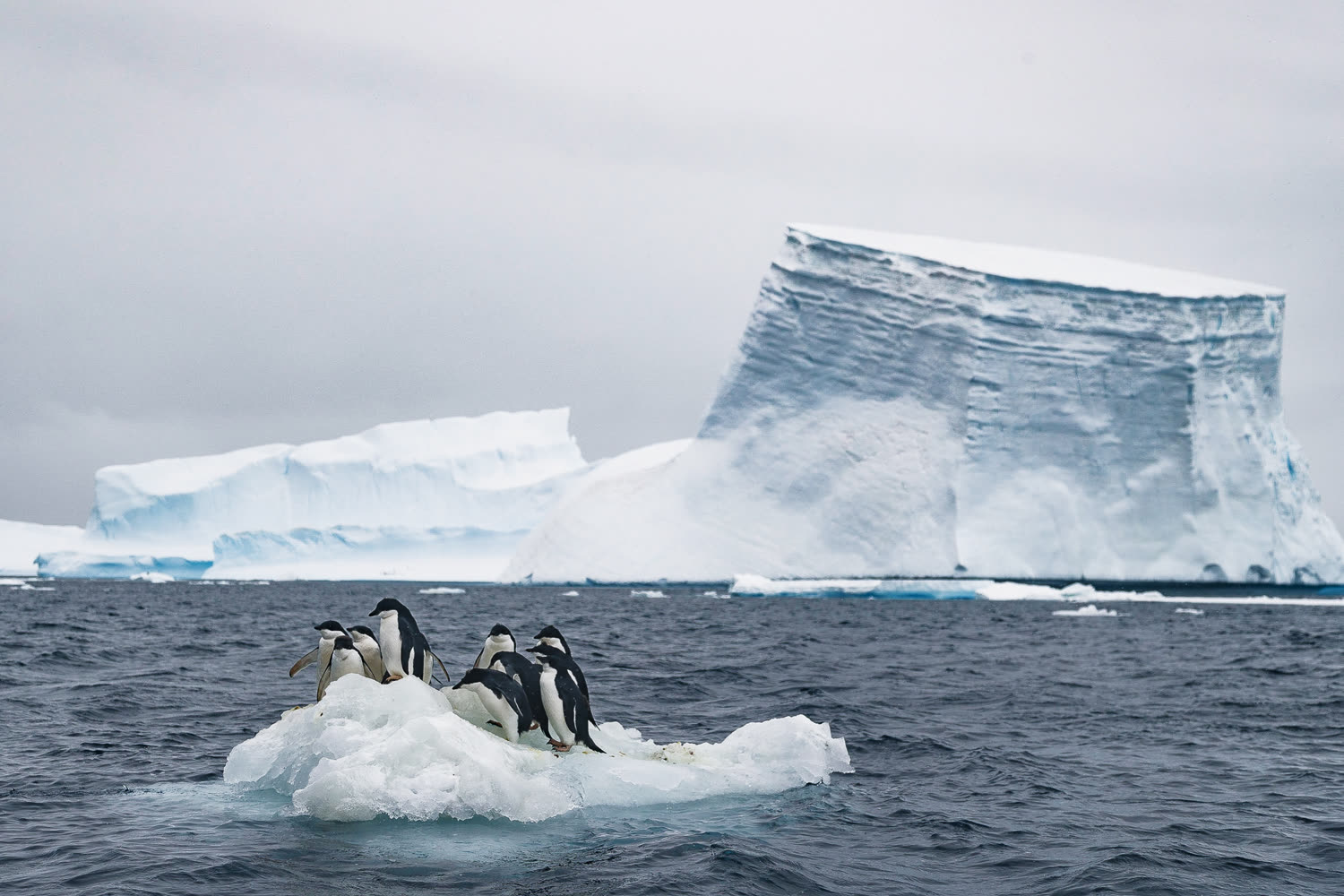 Pinguine auf der Eisscholle — Foto: Quark Expeditions