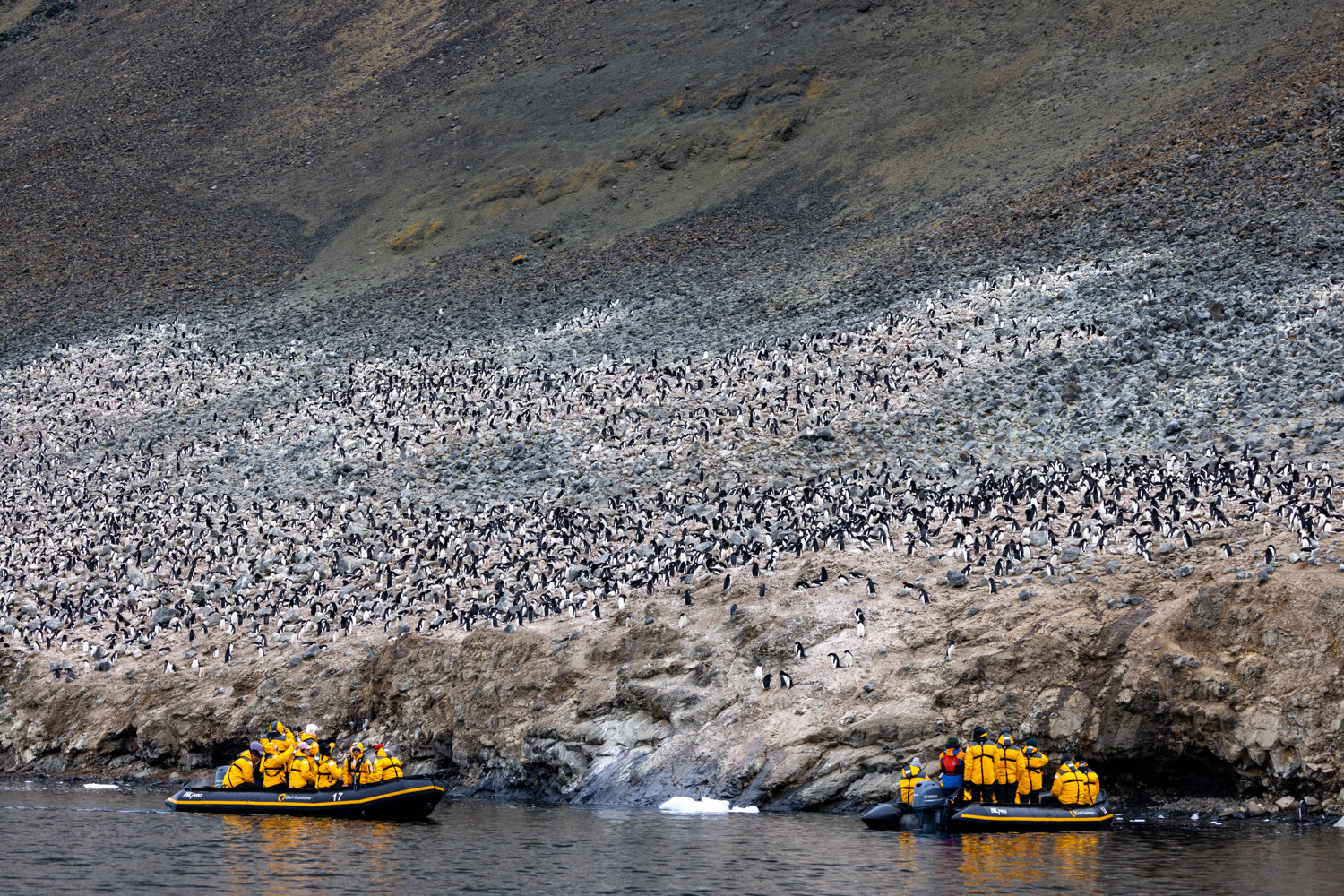 Adélie-Kolonie — Foto: Quark Expeditions