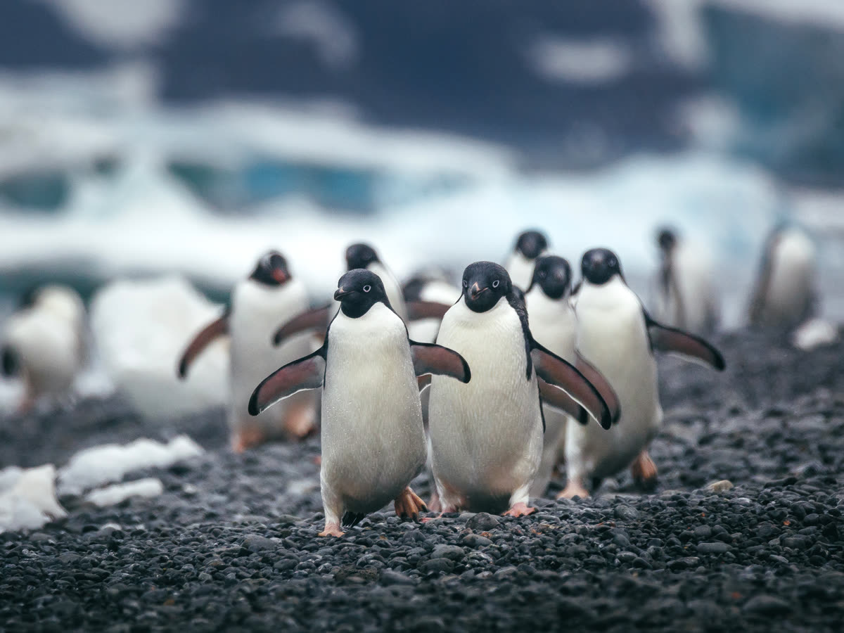 Antarktische Halbinsel: Eine seltene Erkundung der Weddell-See | Ocean Explorer · 12 Tage · ab Ushuaia