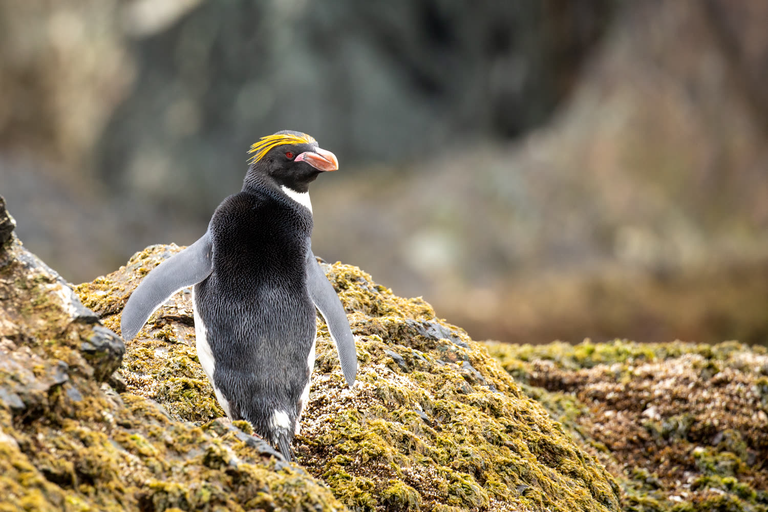 Macaroni-Pinguin — Foto: Quark Expeditions