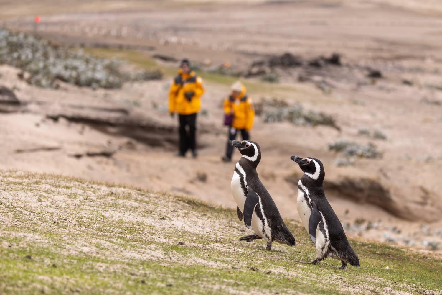 Magellan-Pinguine — Foto: Quark Expeditions