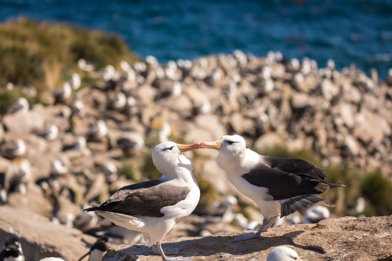 Schwarzbrauenalbatros — Foto: Quark Expeditions