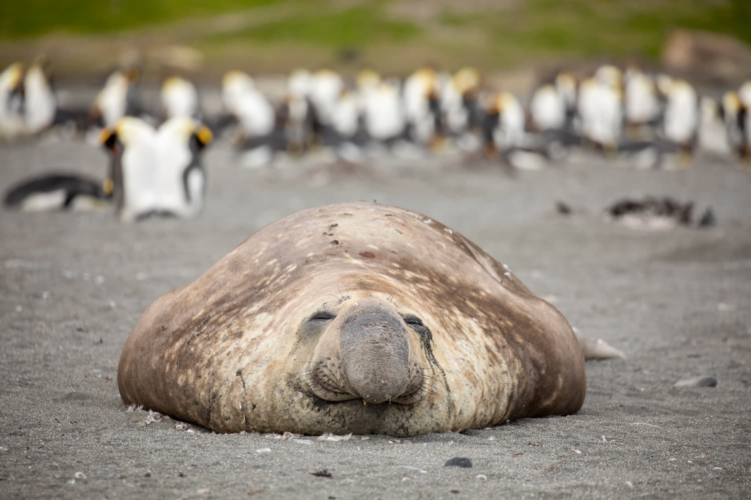 See-Elefant — Foto: Quark Expeditions