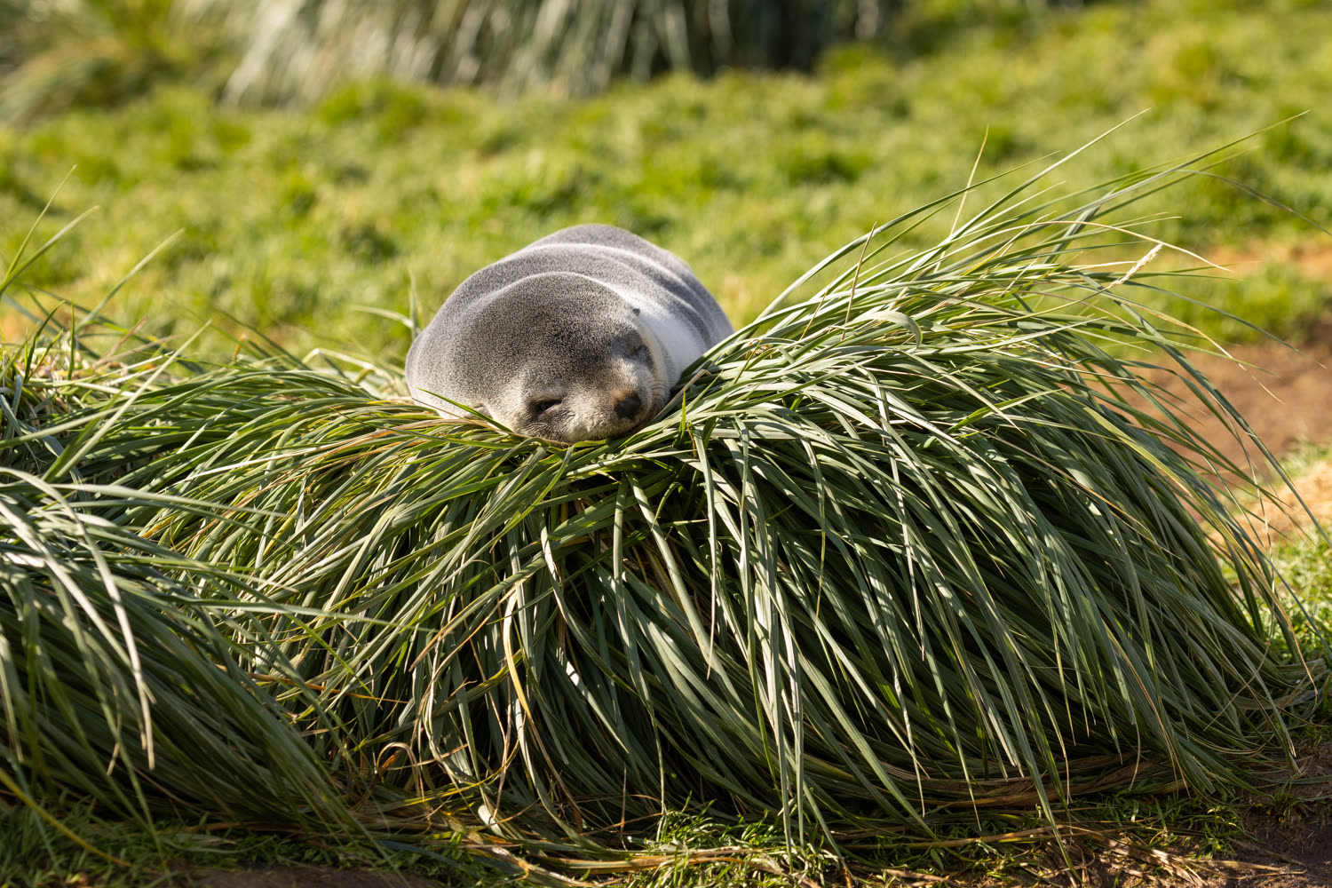 Antarktische Pelzrobbe — Foto: Quark Expeditions