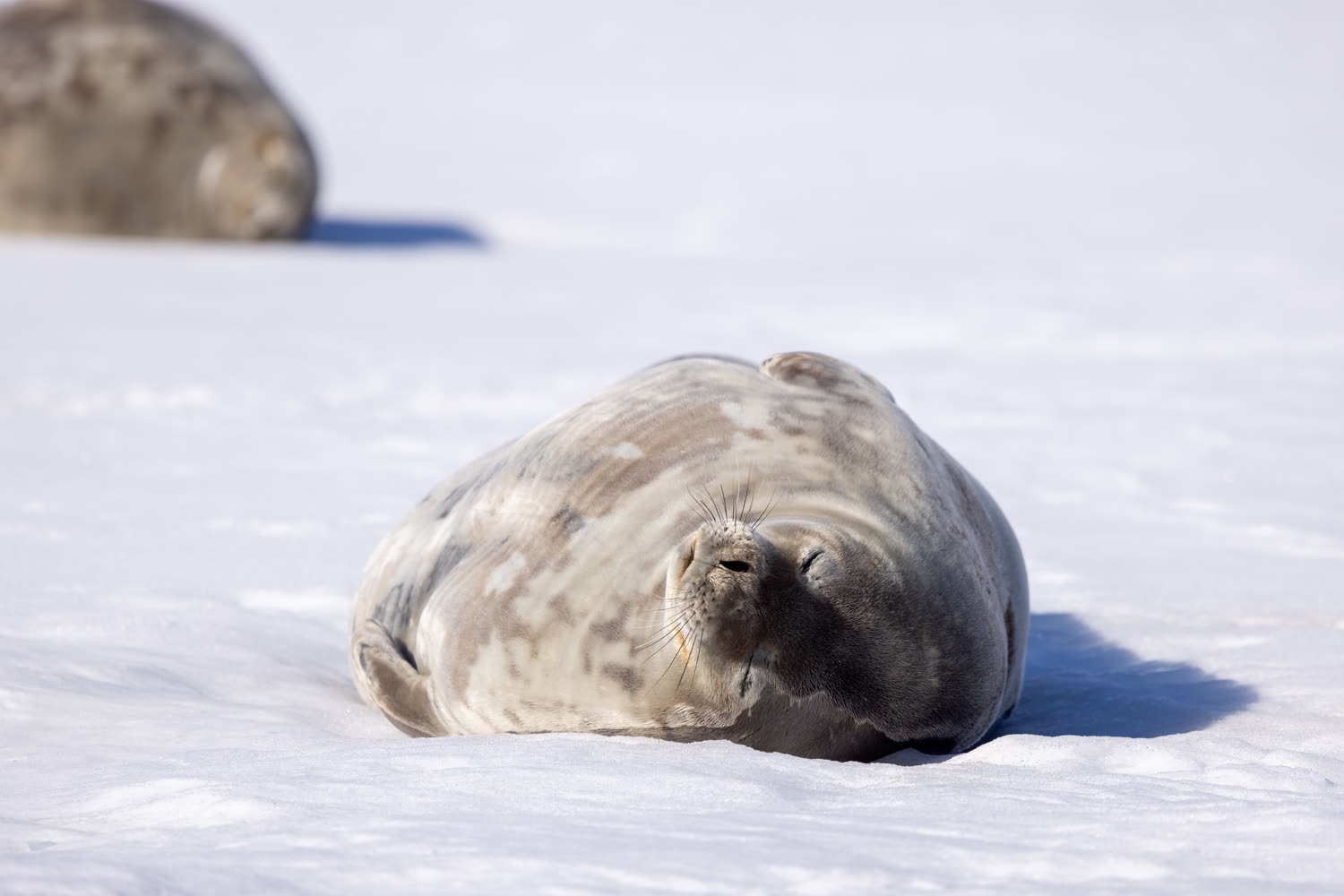 Weddellrobbe — Foto: Quark Expeditions