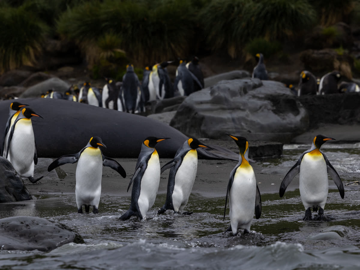 Pinguine des fernen Südens: Falklandinseln, Südgeorgien und Antarktis | Ocean Explorer · 20 Tage · ab Ushuaia