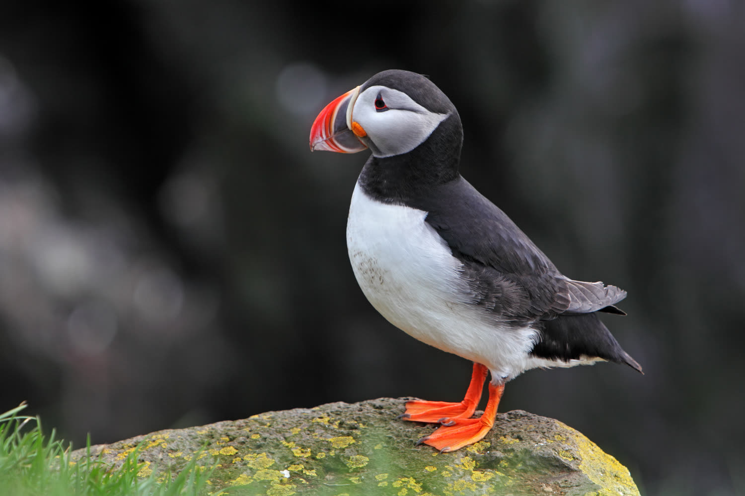 Papageitaucher — Foto: Quark Expeditions