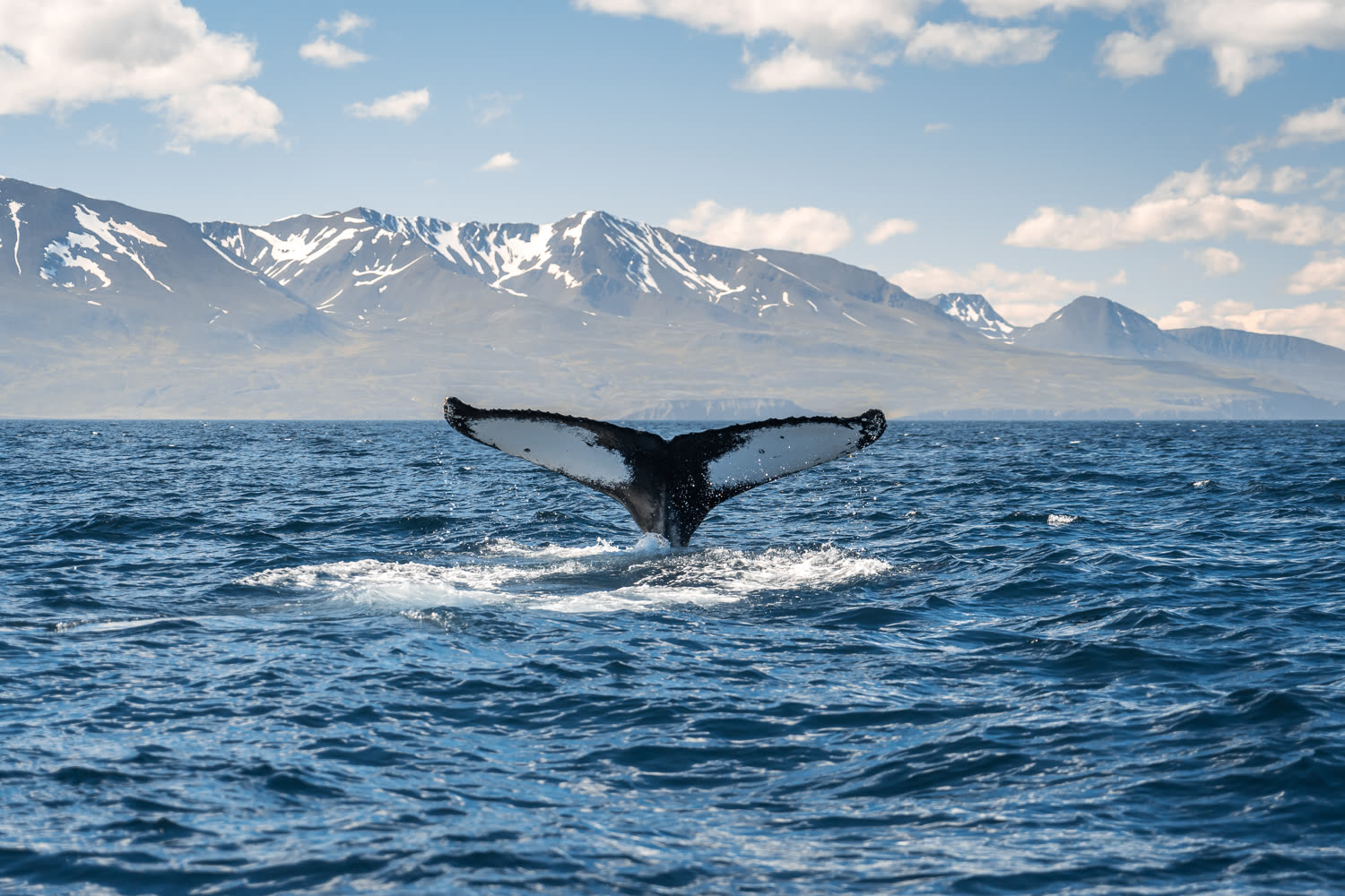 Wale vor Islands Küste — Foto: Quark Expeditions