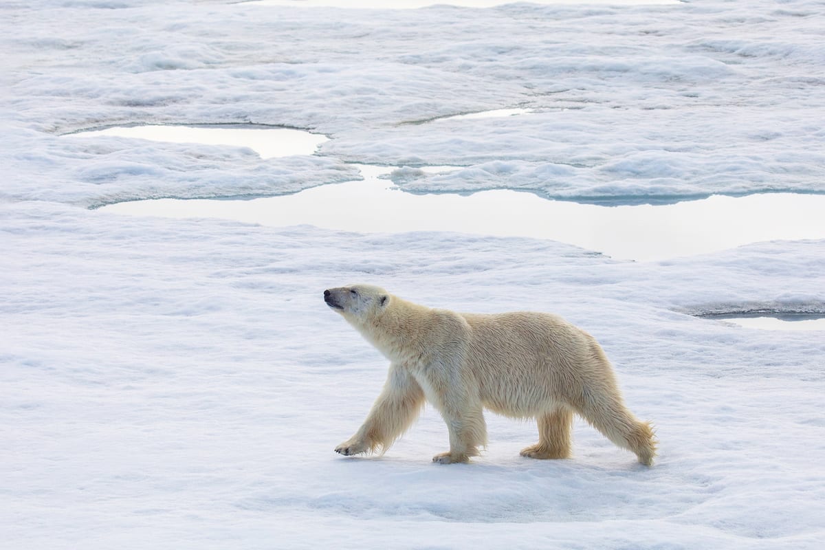 Eisbär auf dem schmelzenden Packeis — Foto: Quark Expeditions