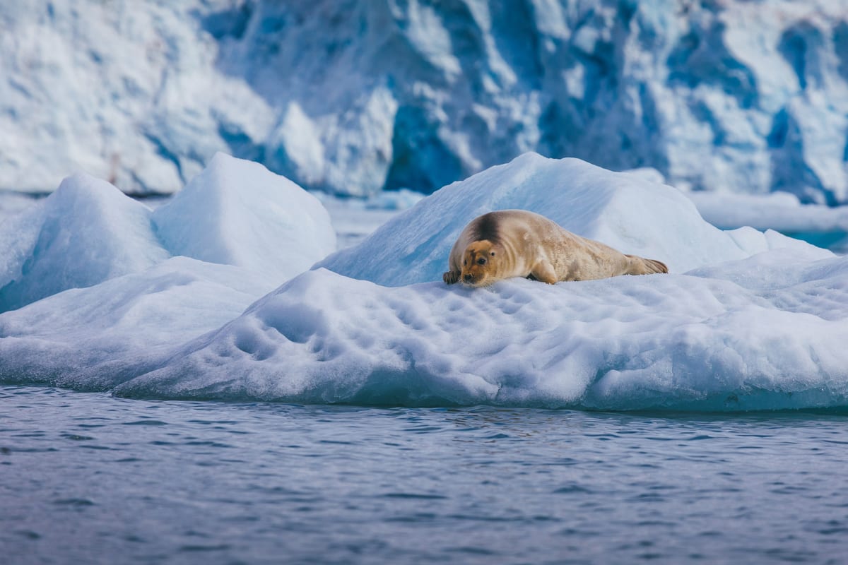 Bartrobbe auf der Eisscholle — Foto: Quark Expeditions