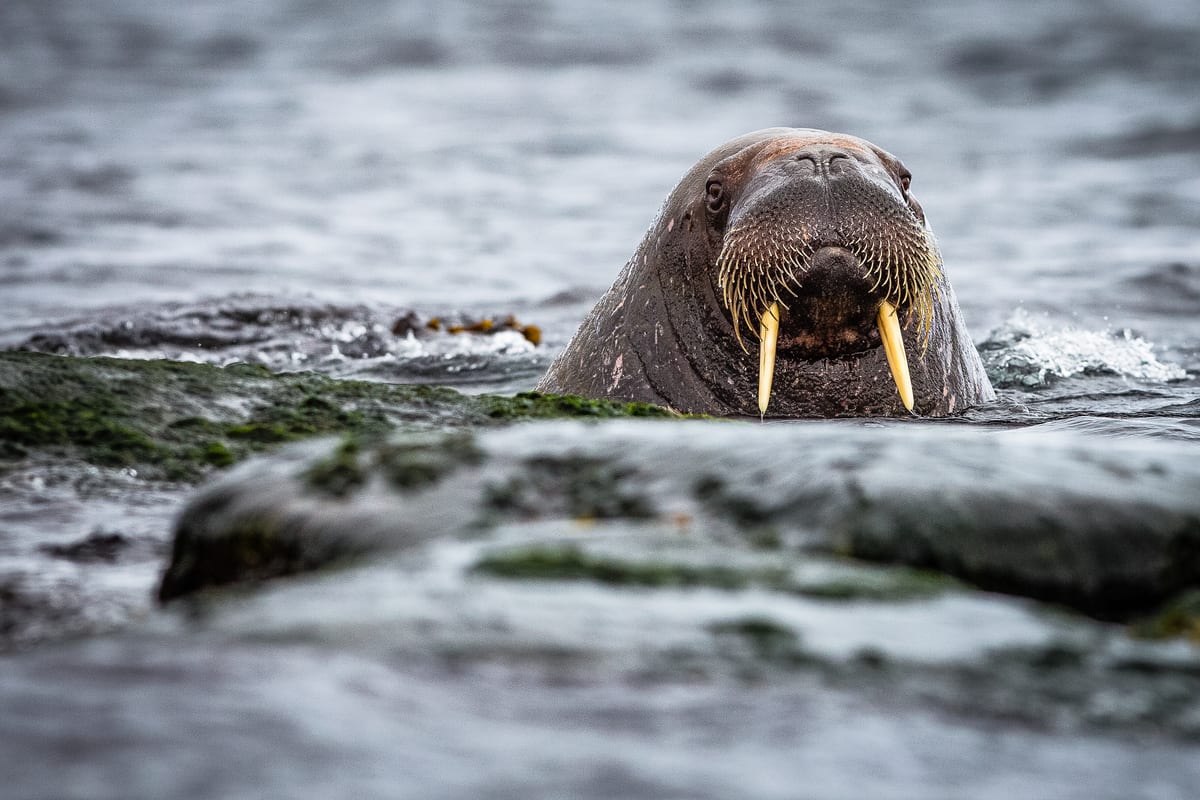 Neugieriges Walross im Wasser — Foto: Quark Expeditions