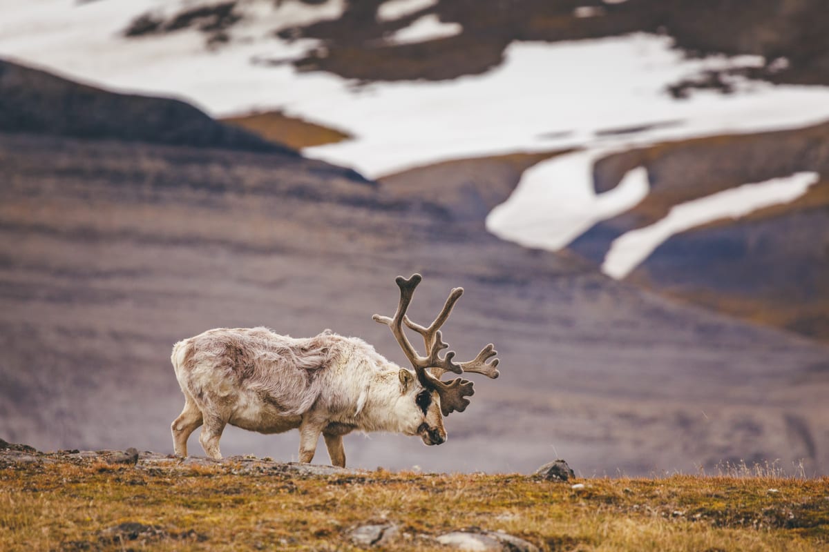 Spitzbergen-Rentier in der Tundra — Foto: Quark Expeditions