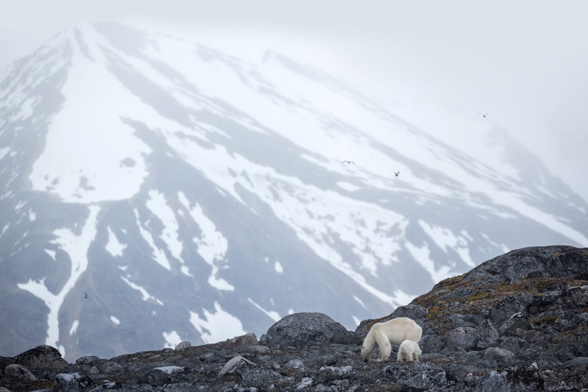 Eisbären vor Spitzbergens Bergkulisse — Foto: Quark Expeditions
