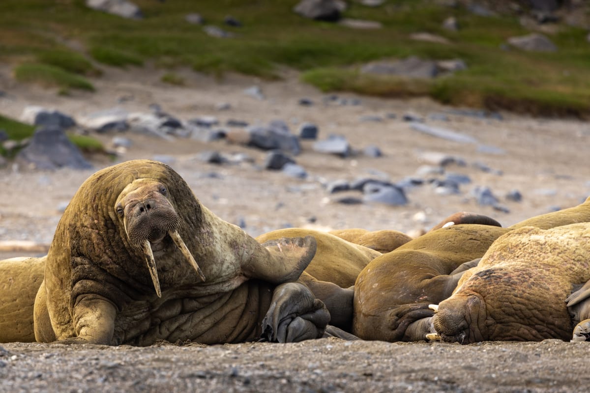 Walross-Kolonie an der Küste — Foto: Quark Expeditions