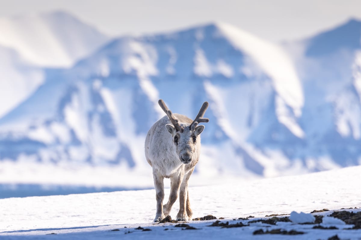 Spitzbergen-Rentier vor Gletscherkulisse — Foto: Quark Expeditions