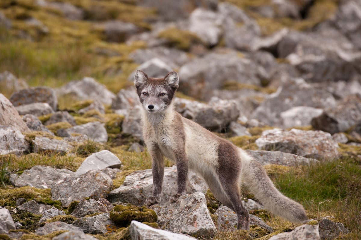 Polarfuchs in der Sommertundra — Foto: Quark Expeditions