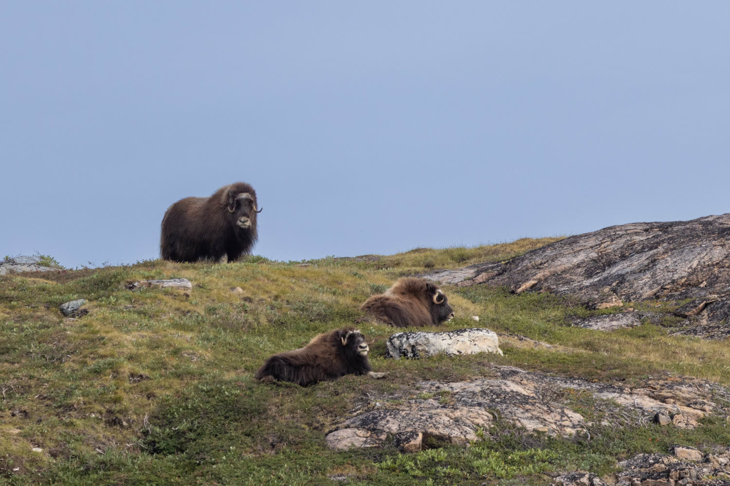 Moschusochse — Foto: Quark Expeditions
