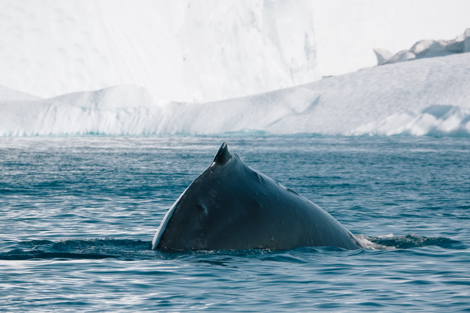 Buckelwal vor Ilulissat — Foto: Quark Expeditions