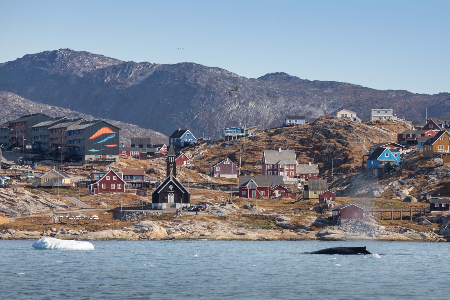 Buckelwal — Foto: Quark Expeditions