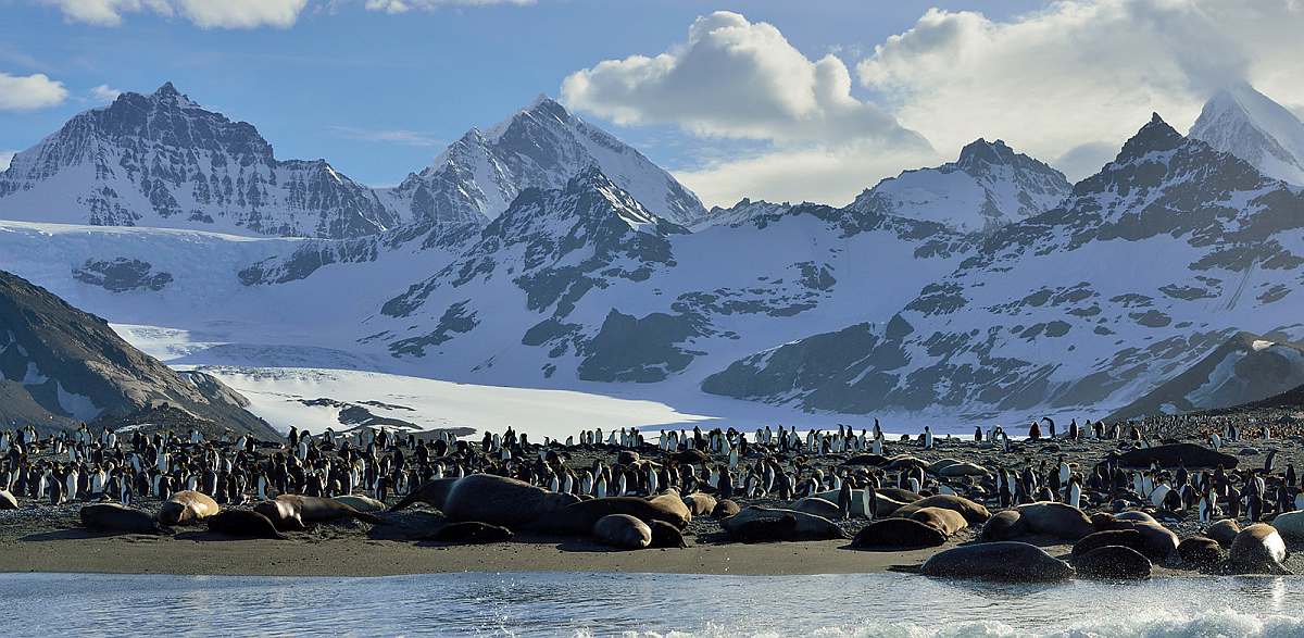 HDS28-26-Elephant Seals_King Penguins_St Andrew's Bay_South Georgia_November_Martin van Lokven-small