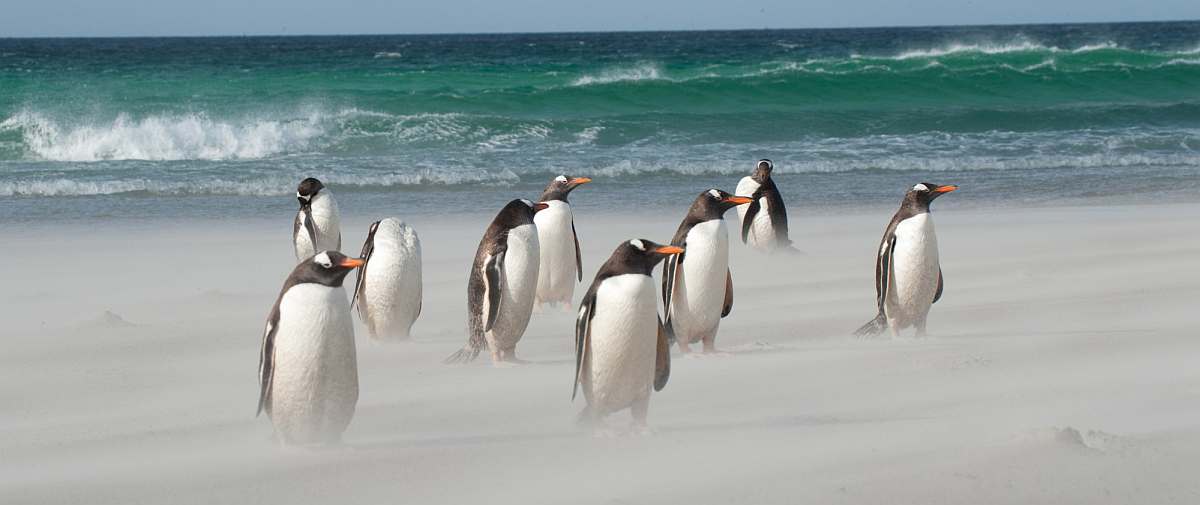 HDS28-26-Gentoo's on a windy Falkland beach_Erwin Vermeulen-small