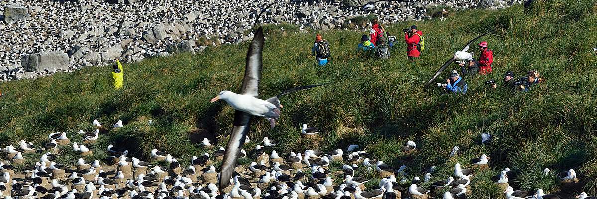 HDS28-26-Black-browed Albatross colony_Steeple Jason Island_Falkland Islands_November_Martin van Lokven-small