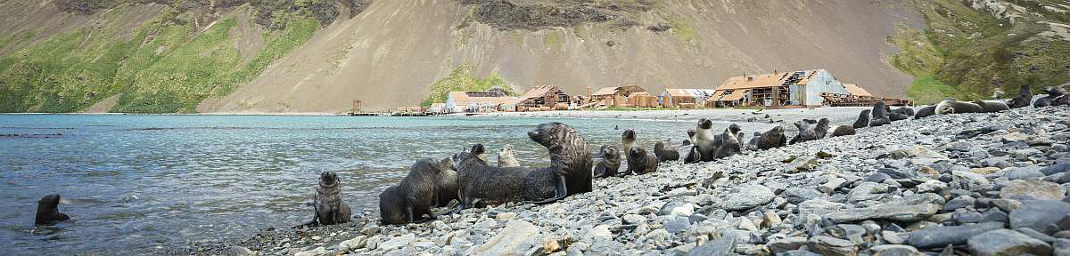 HDS29-26-Falklands, South Georgia, Ant Peninsula © Fotografie Dietmar Denger-Oceanwide Expeditions141.jpg_Dietmar Denger-small