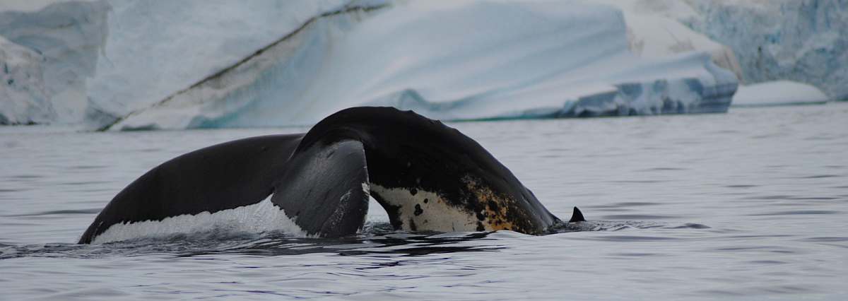 HDS29-26-Humpback Whale in Antarctica_Jamie Scherbeijn-small